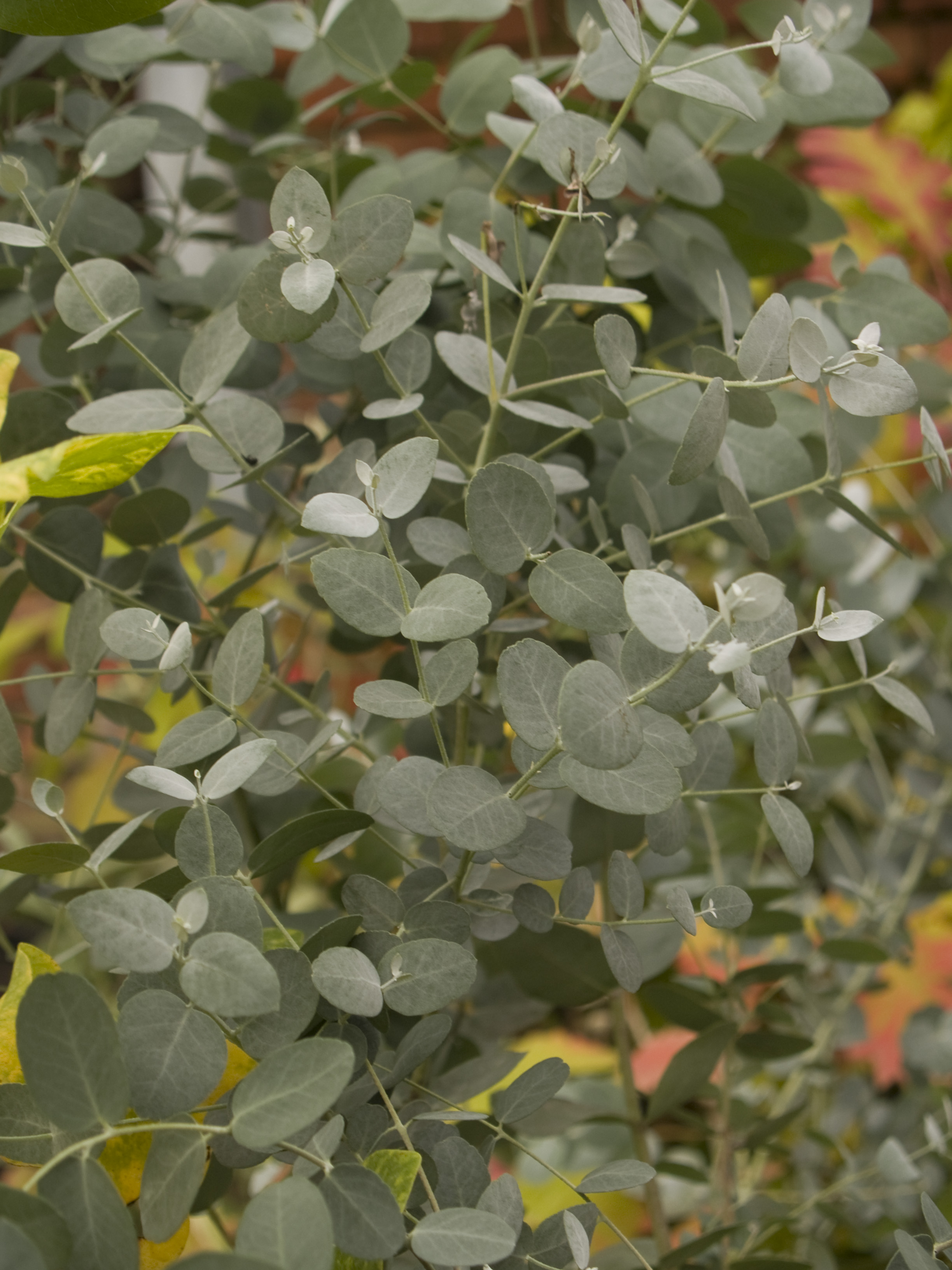 Eucalyptus archeri
